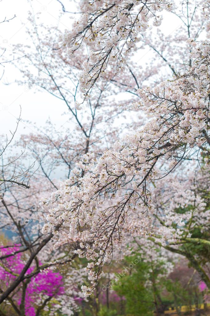 Full bloom pink sakura park april autumn