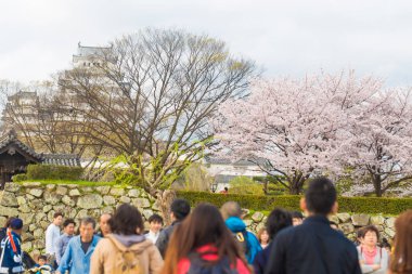 Himeji, Hyogo, Japonya - 9 Nisan 2017: Himeji Castle Park'ta tamamen çiçek açan Pembe Sakura ağaçları ve yaprakların altında piknik yapanlar. Japonya'da seyahat mevsimleri.