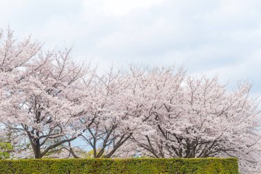 Bahar mevsiminde pembe sakura çiçeği