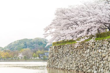 Bahar mevsiminde pembe sakura çiçeği