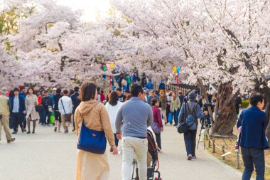 Himeji, Hyogo, Japonya - 9 Nisan 2017: Himeji Castle Park'ta tamamen çiçek açan Pembe Sakura ağaçları ve yaprakların altında piknik yapanlar. Japonya'da seyahat mevsimleri.