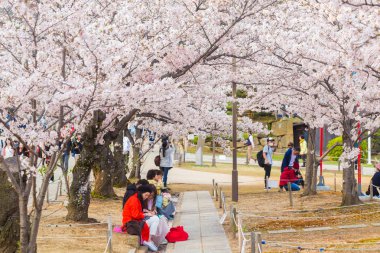 Himeji, Hyogo, Japonya - 9 Nisan 2017: Himeji Castle Park'ta tamamen çiçek açan Pembe Sakura ağaçları ve yaprakların altında piknik yapanlar. Japonya'da seyahat mevsimleri.