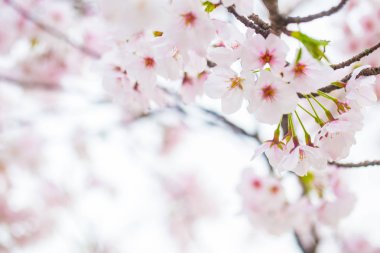 Bahar mevsiminde pembe sakura çiçeği