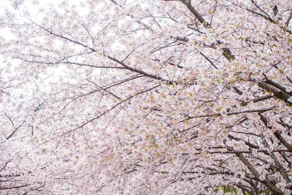Rosa Sakura blühen im Frühling saisonq — Stockfoto