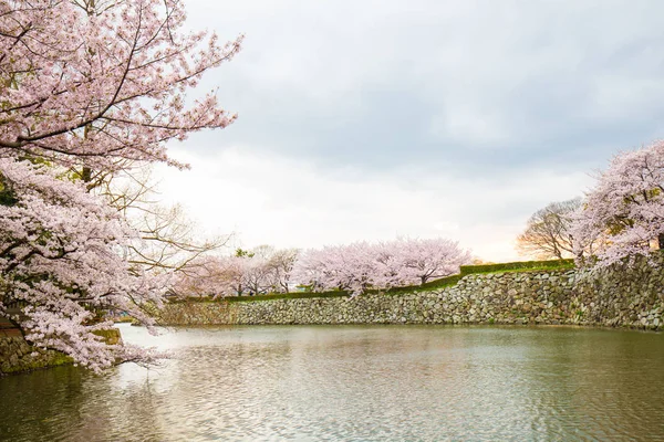 Рожева вишня цвіте квітка сакура, що цвіте з річкою — стокове фото