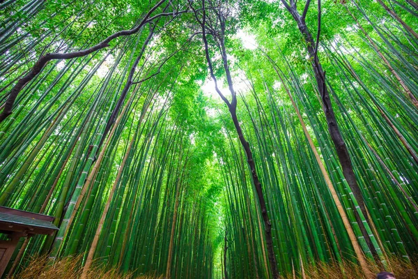 Зеленый бамбуковый лес в Арашияма Киото — стоковое фото