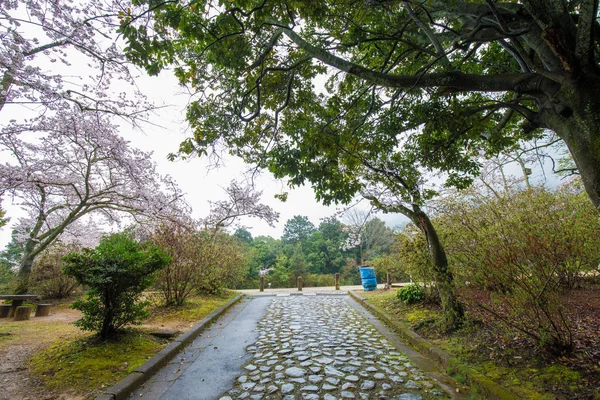 Pełny kwitnąć różowy Sakura Park kwiecień jesień — Zdjęcie stockowe