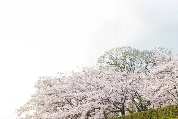 Рожева сакура цвіте навесні — стокове фото