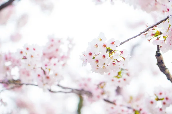 Rosa Sakura blühen im Frühling saisonq — Stockfoto