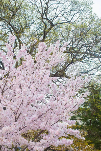 Розовая сакура цветет весной — стоковое фото