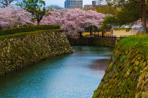 Ροζ κεράσι άνθος Sakura λουλούδι μπλούζ με το ποτάμι — Φωτογραφία Αρχείου