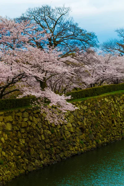 Pink cherry blossom sakura flower bloomming with river — Stock Photo, Image