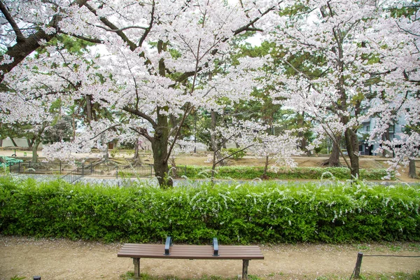 ベンチ付き満開ピンクの桜公園 — ストック写真