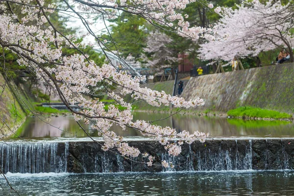 Ροζ Σακούρα κεράσι ανθίζει πλήρη άνθιση στο Τόκιο — Φωτογραφία Αρχείου