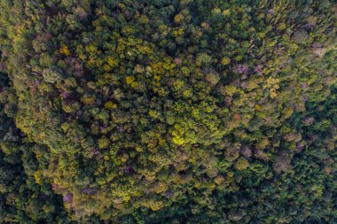 Dağ yeşilorman sonbahar sezonu hava görünümü