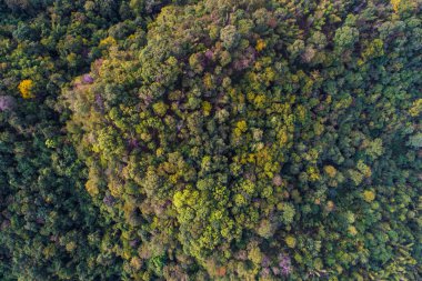 Dağ yeşilorman sonbahar sezonu hava görünümü