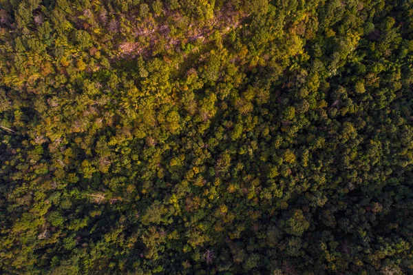 Mountain Green Forest höstsäsongen antenn utsikt — Stockfoto