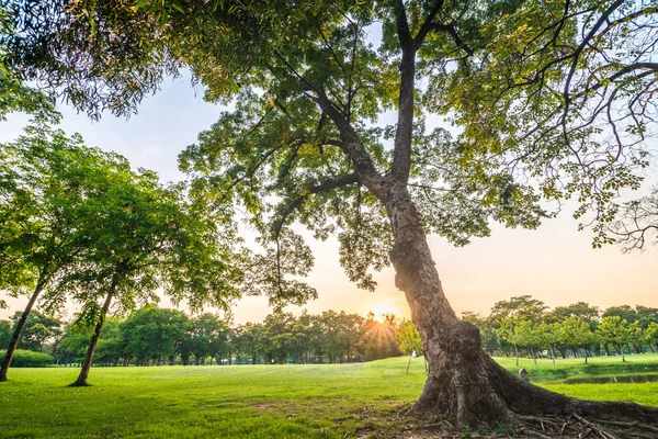 Prado verde na cidade parque público por do sol com árvore — Fotografia de Stock