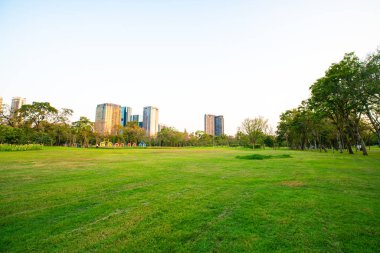 Şehir parkı gün batımında ağaç ile güzel yeşil alan