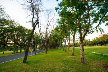 Şehir parkı gün batımında ağaç ile güzel yeşil alan