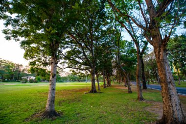 Şehir parkı gün batımında ağaç ile güzel yeşil alan
