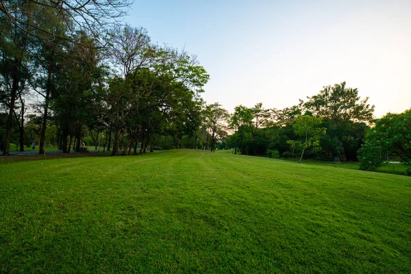 Beautiful green field with tree in city park sunset — Stock Photo, Image