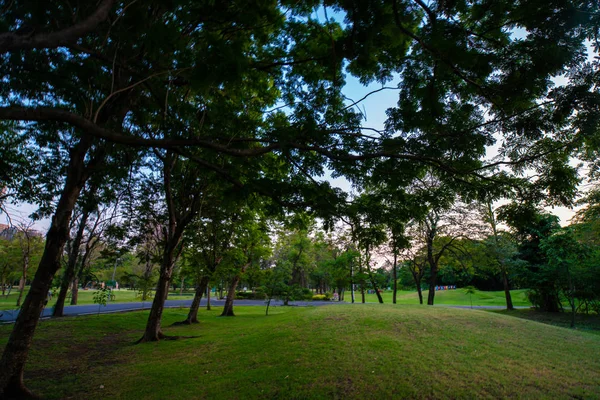 도시 공원 일몰에 나무와 아름다운 녹색 필드 — 스톡 사진