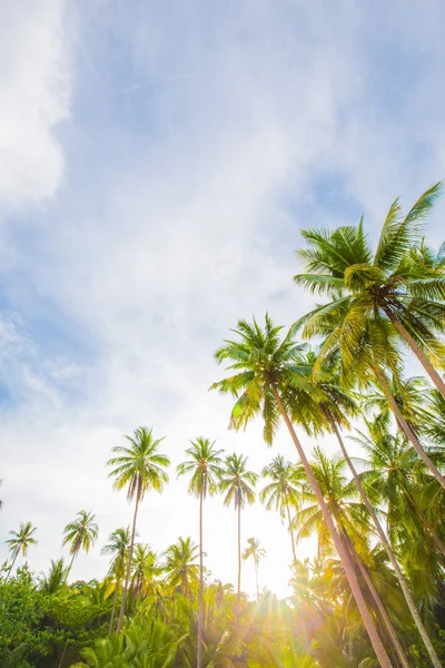 Paisaje natural del paraíso playa tropical con cocotero — Foto de Stock