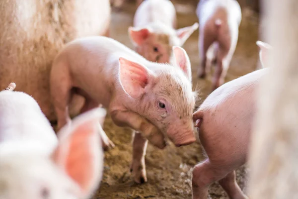 유기농 농촌 농장의 작은 새끼 돼지 — 스톡 사진