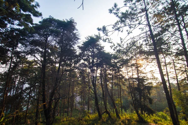 Vue imprenable sur la forêt tropicale de teck — Photo