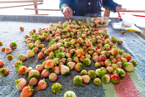 Fresh strawberry fruit harvest from farm
