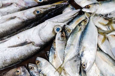 Geleneksel balıkçılık pazarında deniz ürünleri balık satmak