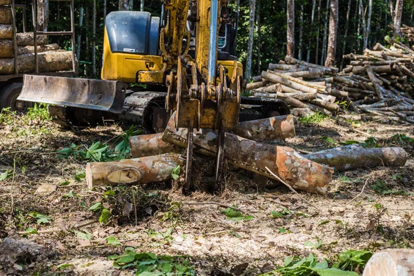 Wood tree cut in forest with machine — Stock Photo, Image