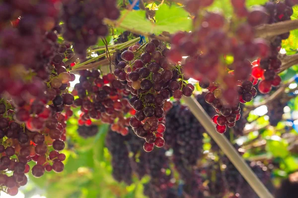 Red wine grape on tree branch — Stock Photo, Image