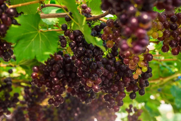 Vin rouge raisin sur branche d'arbre — Photo