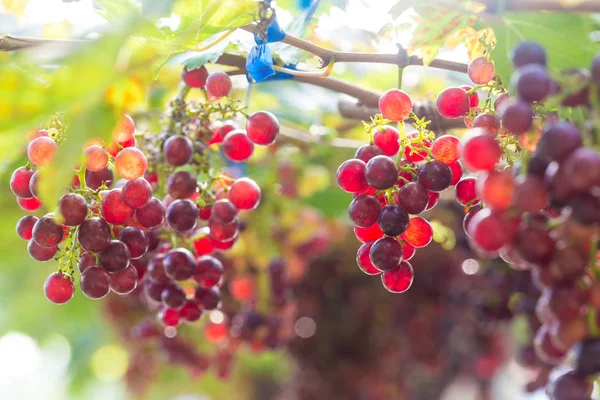 木の枝に赤ワインブドウ — ストック写真