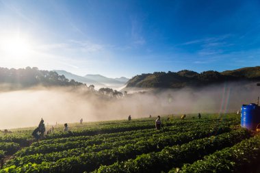 İnsanlar çilek plantasyon üzerinde sis ile gün doğumu zevk