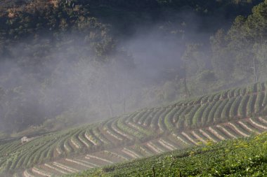 Dağ ormanında sabah sisi