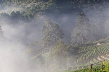 Dağ ormanında sabah sisi