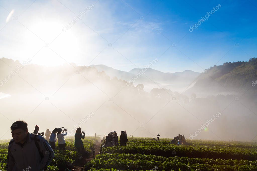 People enjoying sunrise with fog on strawberry plantation