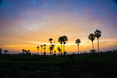 Siluet ağaç sabah gündoğumu renkli gökyüzü