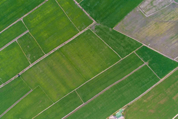 Aerial view green rice plantation in rural village — Stock Photo, Image