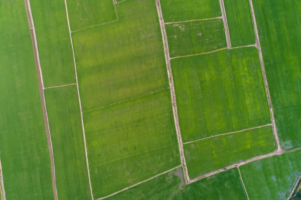 Vista aérea plantación de arroz verde en aldea rural —  Fotos de Stock