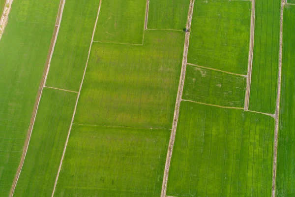 Vista aérea plantación de arroz verde en aldea rural —  Fotos de Stock