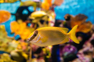 Deniz akvaryumunda birçok balık ile renkli mercan resifi