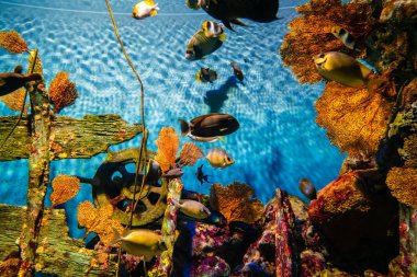 Deniz akvaryumunda birçok balık ile renkli mercan resifi