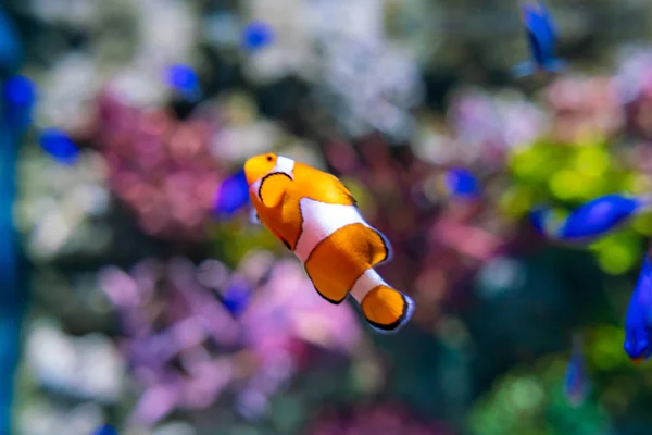 海の水族館でのオレンジニモピエロ魚 — ストック写真