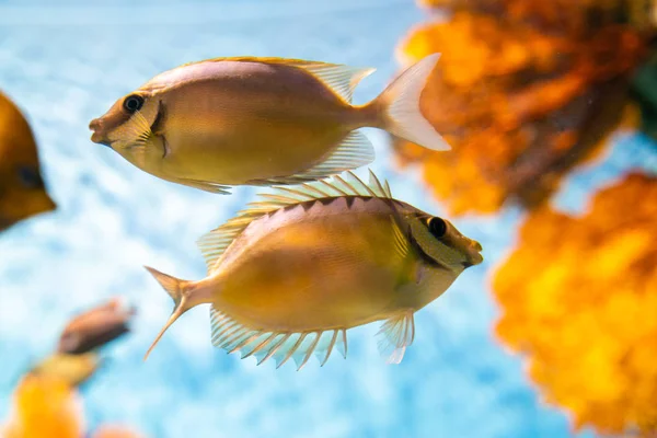 海の水族館で多くの魚とカラフルなサンゴ礁 — ストック写真