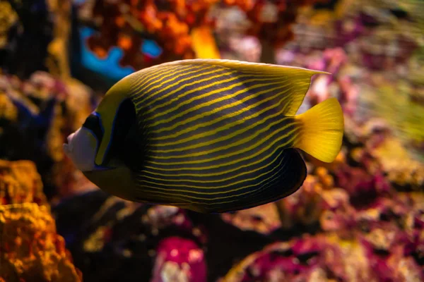 海の水族館で多くの魚とカラフルなサンゴ礁 — ストック写真