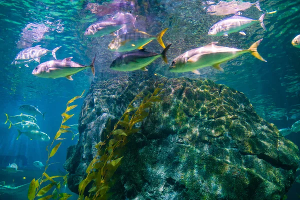 Farbenfrohes Korallenriff Mit Vielen Fischen Meeraquarium — Stockfoto